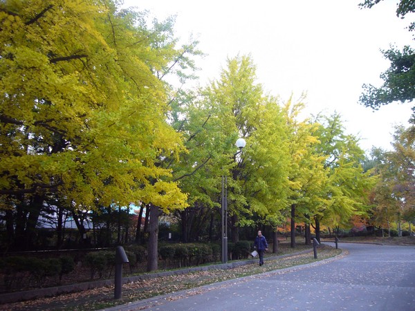 中島公園銀杏並木.jpg